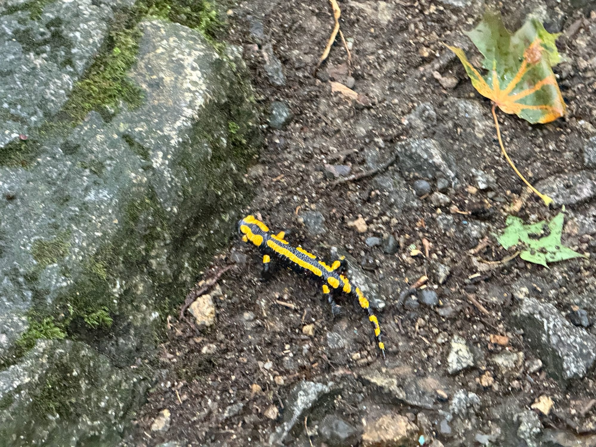 Neun weitere Stempel, oder: Wandertag im Harz, Teil 2